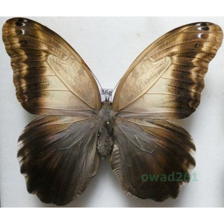 Caligo telamonius memnon (C. Felder & R. Felder, 1867) female ex. ovo Columbia 115mm56g